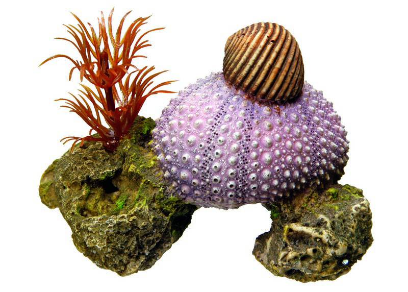 Accesorii pesti | Ornament pentru acvariu | "SEE SHELL" cu plante | L7,5 X W5 X H5,5 CM