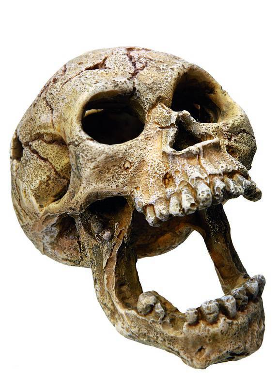Accesorii pesti | Ornament pentru acvariu | "SKULL" | L11 X W7,5 X H8 CM
