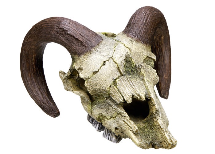 Accesorii pesti | Ornament pentru acvariu | "RAM SKULL" | L17,5 X W16 X H9,5 CM