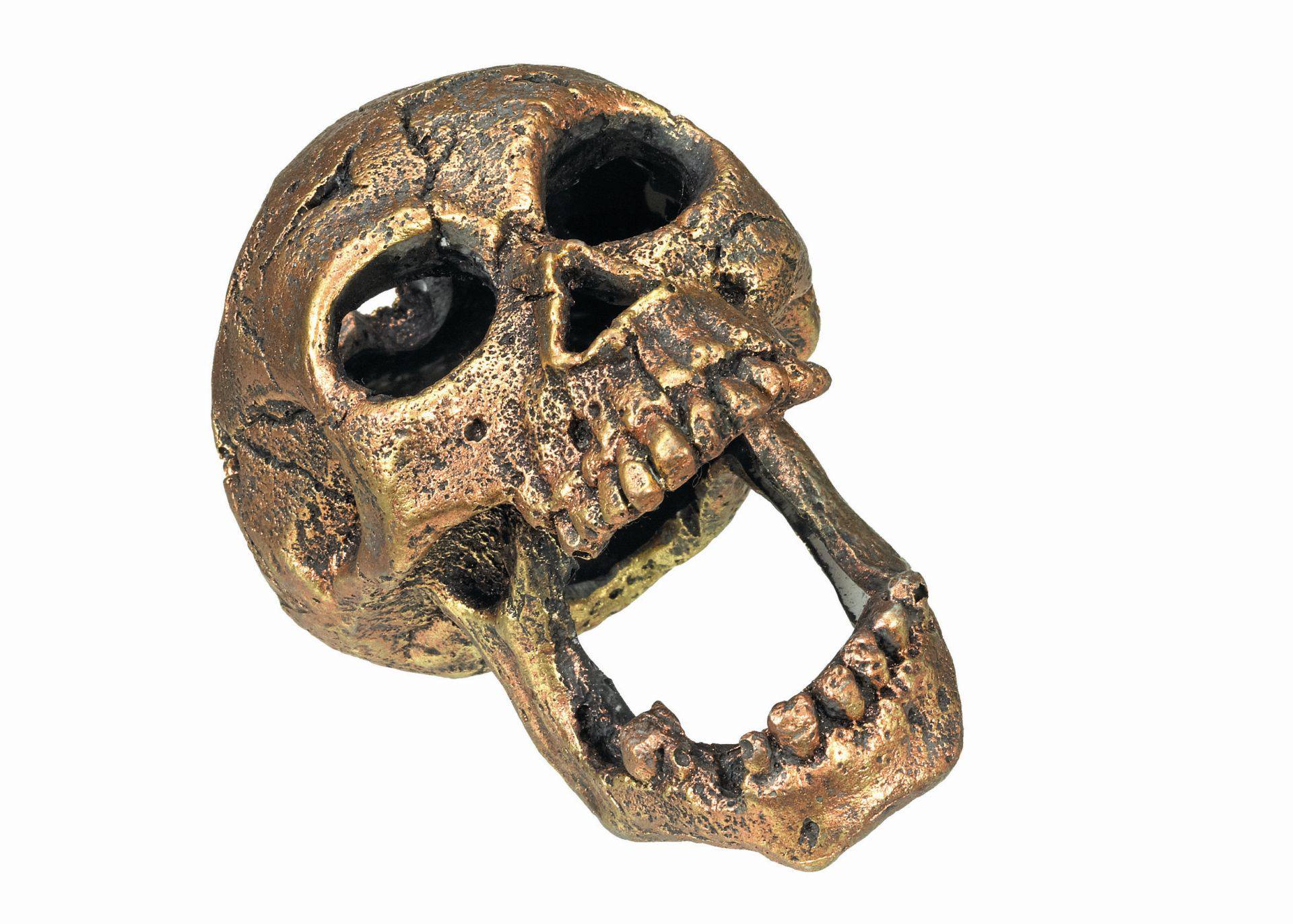 Accesorii pesti | Ornament pentru acvariu | "SKULL" GOLD | L11 X W7,5 X H8 CM