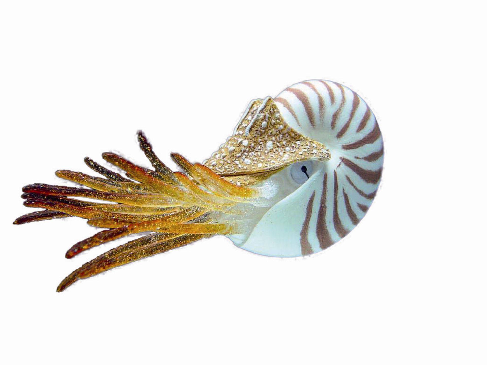 Accesorii acvarii |  "NAUTILUS" | 10 CM