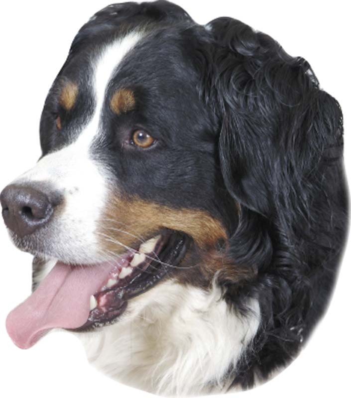 STICKER BERNESE MOUNTAIN DOG, 120 X 150 MM; 2 PCS