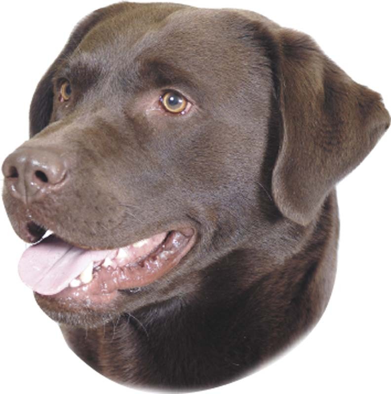 STICKER LABRADOR BROWN, 120 X 150 MM; 2 PCS