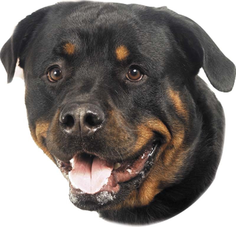 STICKER ROTTWEILER, 120 X 150 MM; 2 PCS