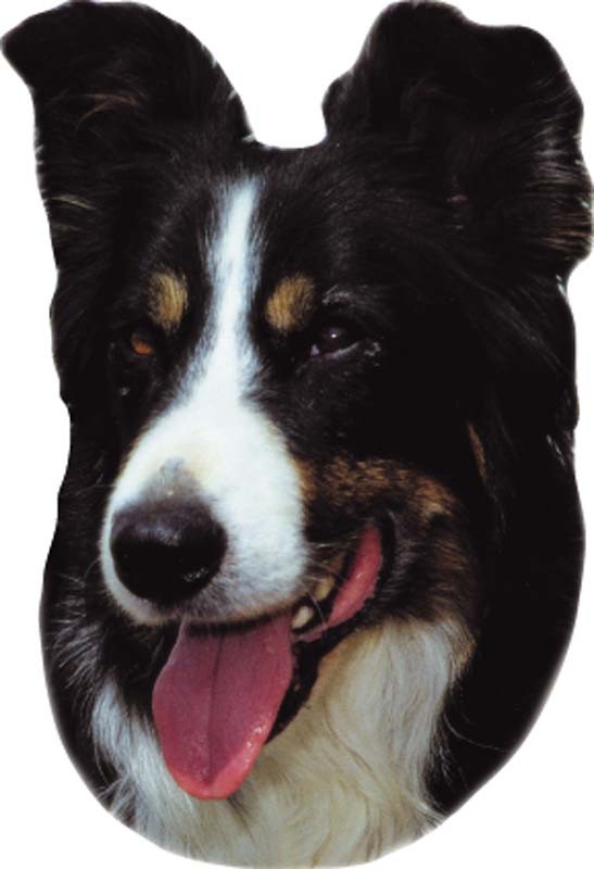 STICKER BORDER COLLIE, 120 X 150 MM; 2 PCS