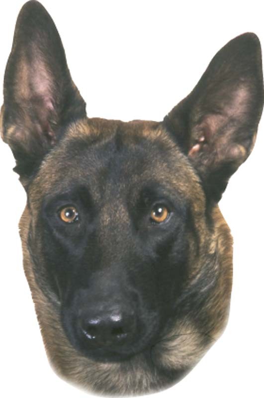 STICKER MALINOIS, 120 X 150 MM; 2 PCS