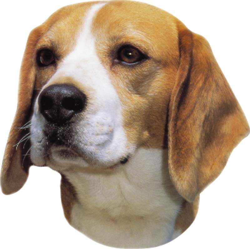 STICKER BEAGLE, 120 X 150 MM; 2 PCS