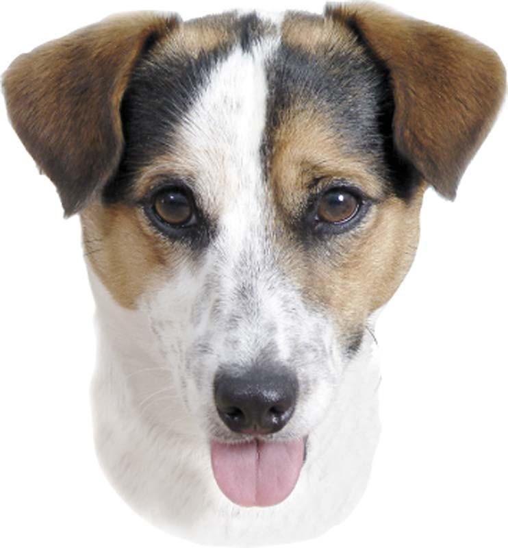 STICKER JACK RUSSEL TERRIER, 120 X 150 MM; 2 PCS