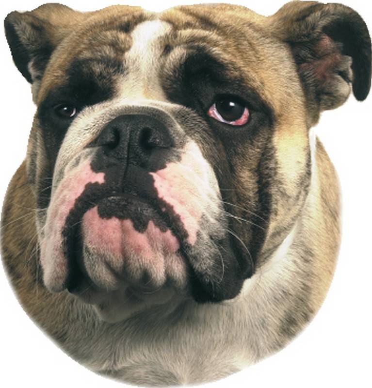 STICKER BULLDOG  120 X 150 MM; 2 PIECES