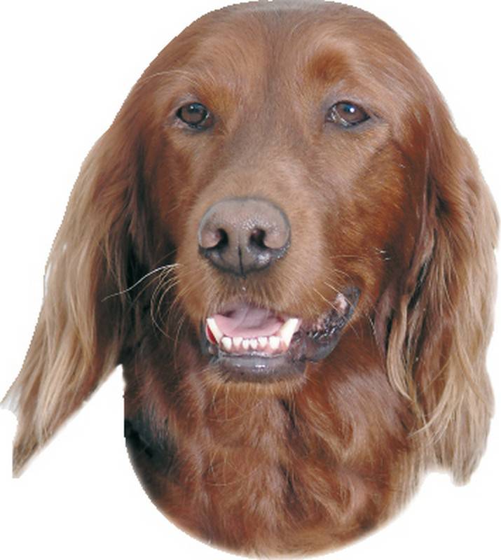 STICKER IRISH SETTER  120 X 150 MM; 2 PIECES