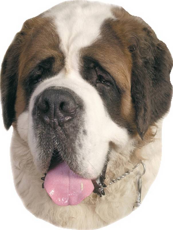 STICKER SAINT BERNARD DOG  120 X 150 MM; 2 PIECES