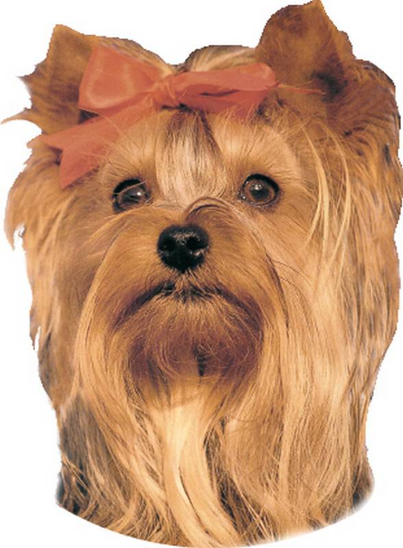 STICKER YORKSHIRE TERRIER, 120 X 150 MM; 2 PCS